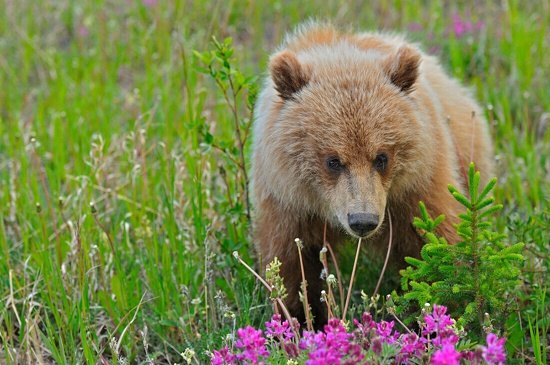 Canada, Yukon. Grizzly bear close-up.