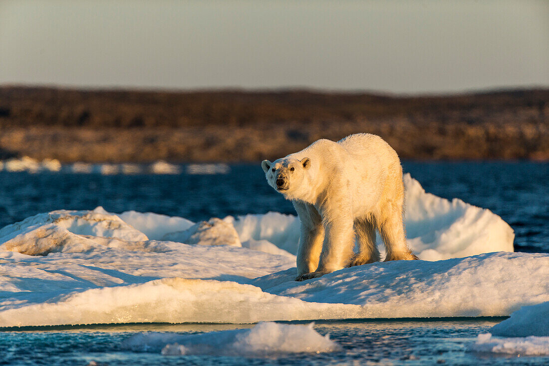 Kanada, Nunavut Territorium, Ausgewachsener männlicher Eisbär (Ursus maritimus) gähnt, während er auf treibendem Packeis nahe der Mündung der Wager Bay und des Ukkusiksalik Nationalparks steht