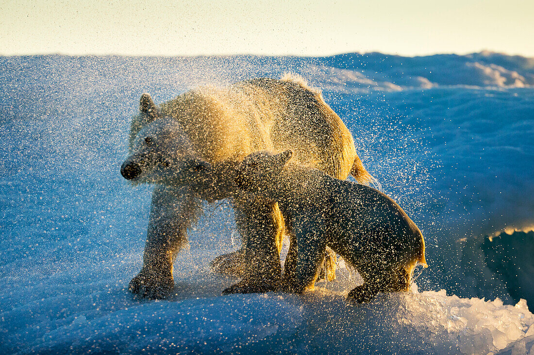 Kanada, Nunavut-Territorium, Repulse Bay, Eisbär und Jungtier (Ursus maritimus) schütteln das Wasser vom Boot ab, nachdem sie in der Nähe der Harbor Islands geschwommen sind