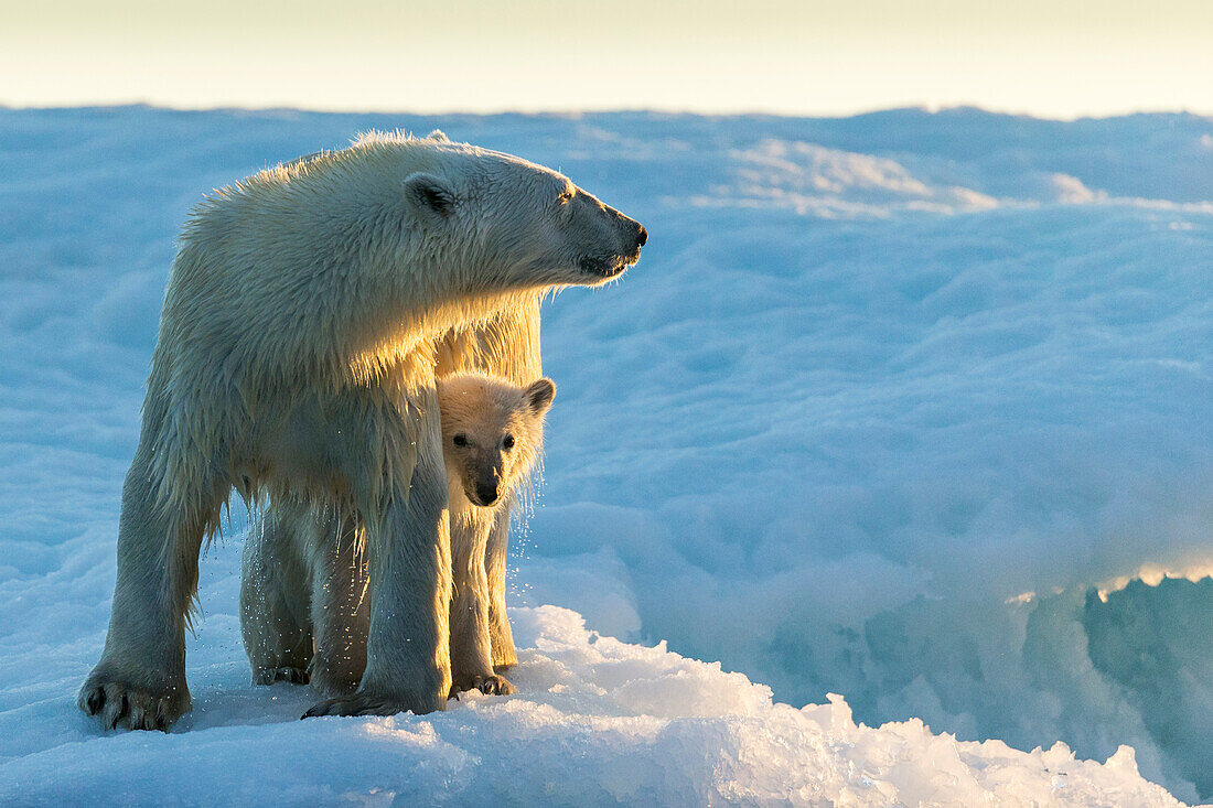Canada, Nunavut Territory, Repulse Bay, Polar Bear and Cub (Ursus maritimus) standing on sea ice at sunset near Harbor Islands