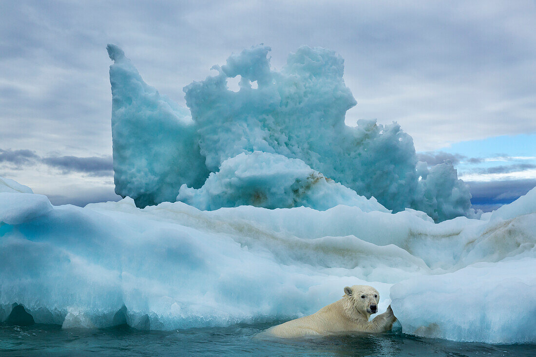 Canada, Nunavut Territory, Repulse Bay, Polar Bear (Ursus maritimus) climbing onto melting iceberg near Harbor Islands