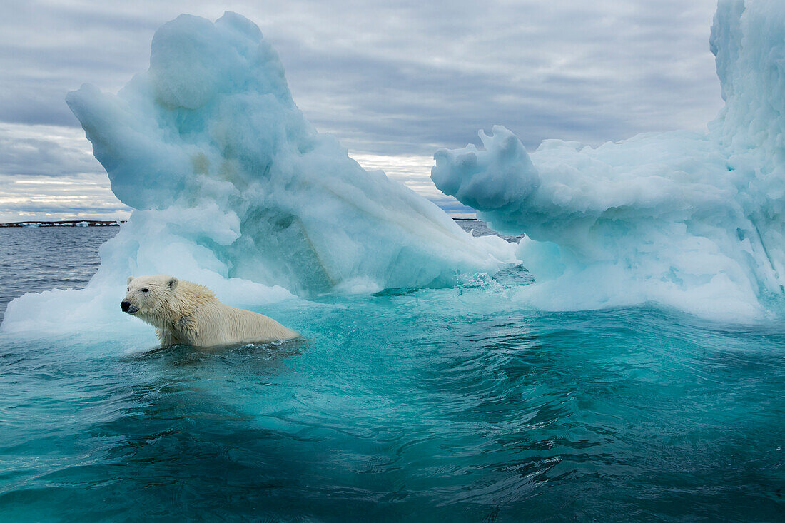 Kanada, Nunavut-Territorium, Repulse Bay, Eisbär (Ursus maritimus) schwimmt neben schmelzendem Eisberg in der Nähe des Polarkreises in der Hudson Bay