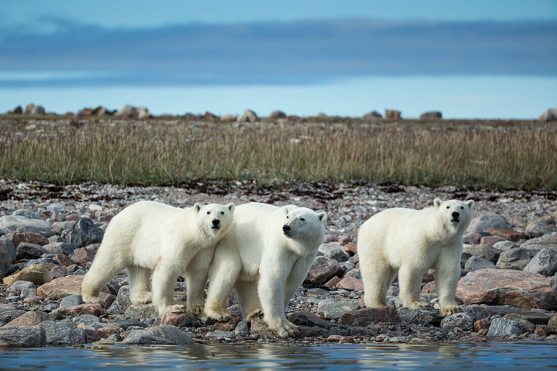 Kanada, Nunavut Territorium, Repulse Bay, Eisbär (Ursus maritimus) spaziert mit seinen Jungen im zweiten Jahr entlang der felsigen Küste der Hudson Bay in der Nähe des Polarkreises