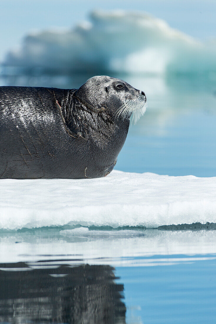 Canada, Nunavut Territory, Repulse Bay, Bearded Seal (Erignathus barbatus) resting in summer sun on sea ice on Hudson Bay