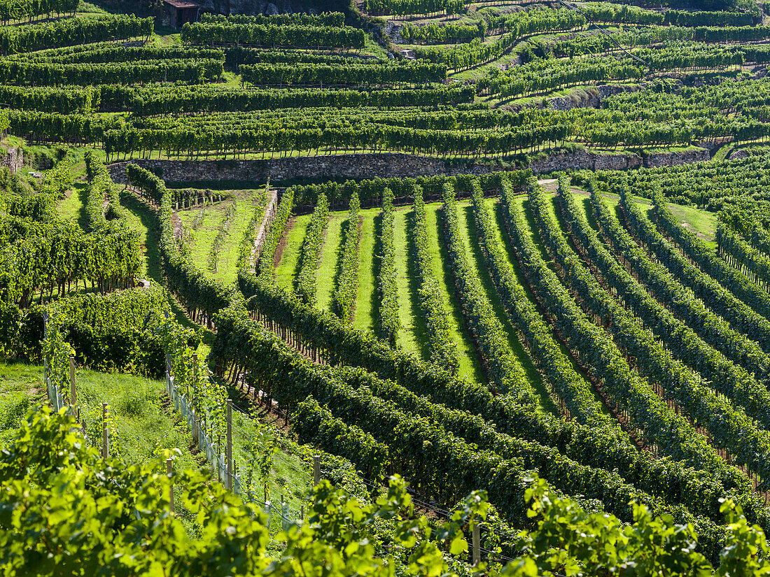 Vineyards near village Spitz in the Wachau. The Wachau is a famous vineyard and listed as Wachau Cultural Landscape as UNESCO World Heritage. Austria (Large format sizes available)