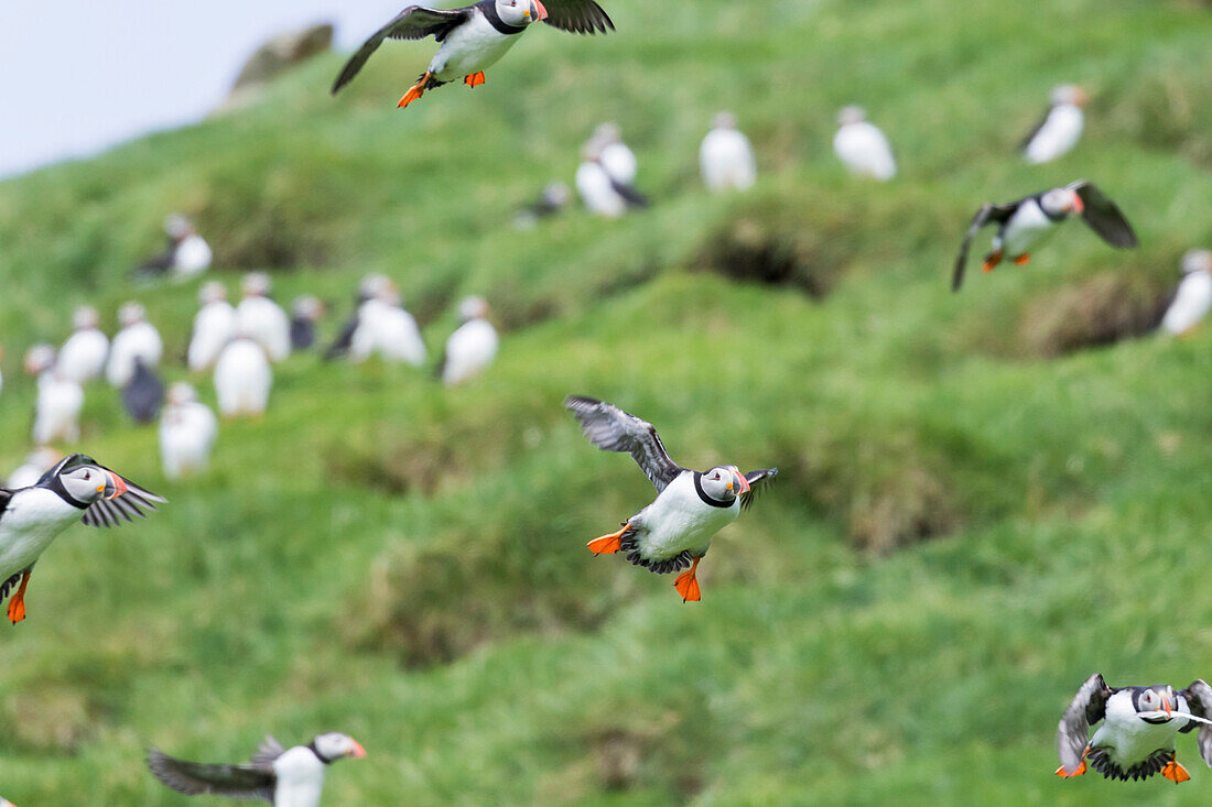 Atlantic Puffin (Fratercula Arctica) In A Puffinry On Mykines, Part Of The Faroe Islands In The North Atlantic. A Flock Approaching The Colony. Denmark, Faroe Islands