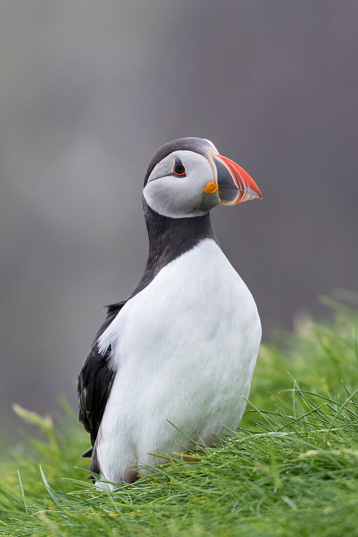 Papageientaucher (Fratercula Arctica) in einem Papageientaucherhaus auf Mykines, einem Teil der Färöer Inseln im Nordatlantik. Dänemark