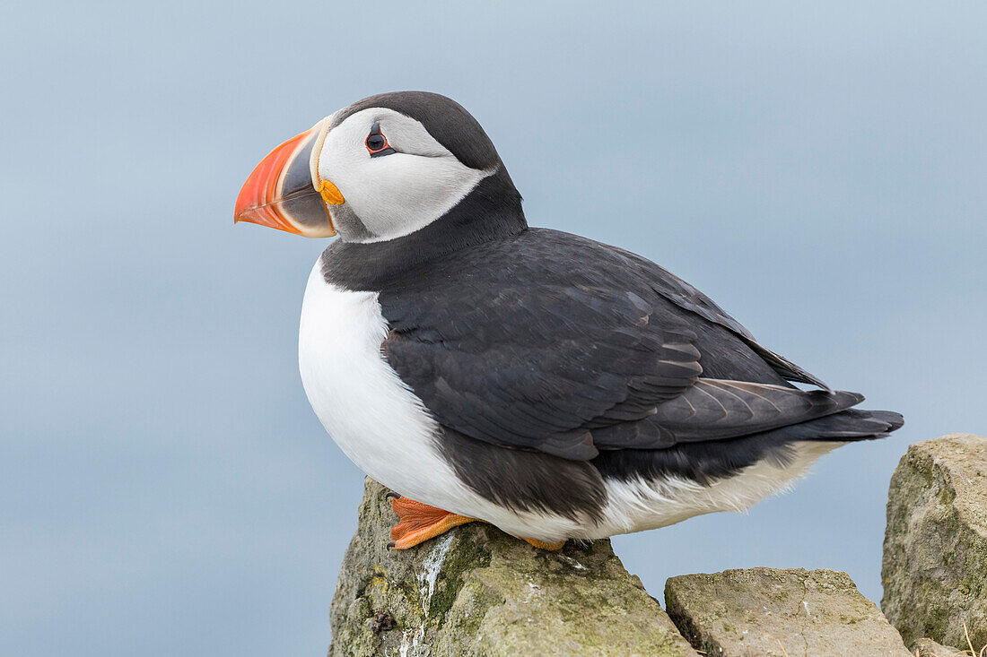 Atlantic Puffin (Fratercula Arctica) In A Puffinry On Mykines, Part Of The Faroe Islands In The North Atlantic. Denmark