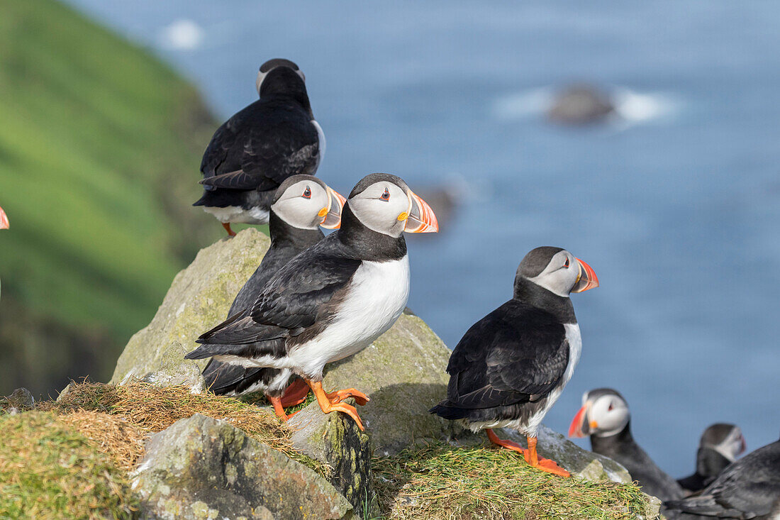 Papageientaucher (Fratercula Arctica) in einem Papageientaucherhaus auf Mykines, einem Teil der Färöer Inseln im Nordatlantik. Dänemark