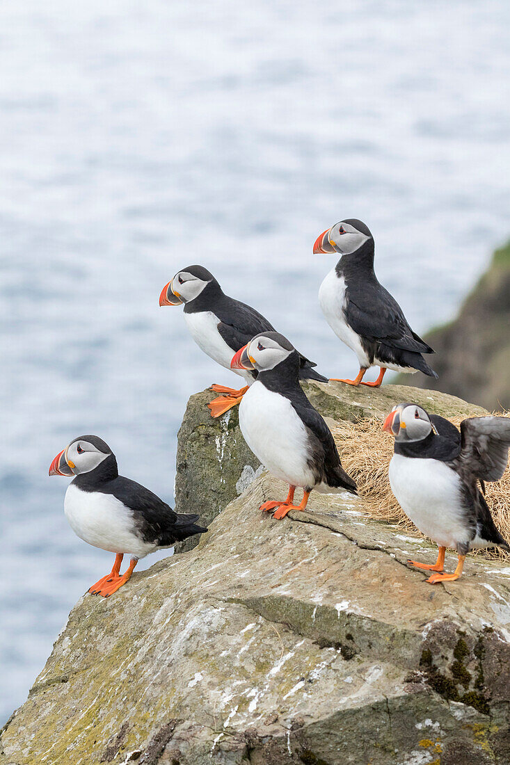 Atlantic Puffin (Fratercula Arctica) In A Puffinry On Mykines, Part Of The Faroe Islands In The North Atlantic. Denmark