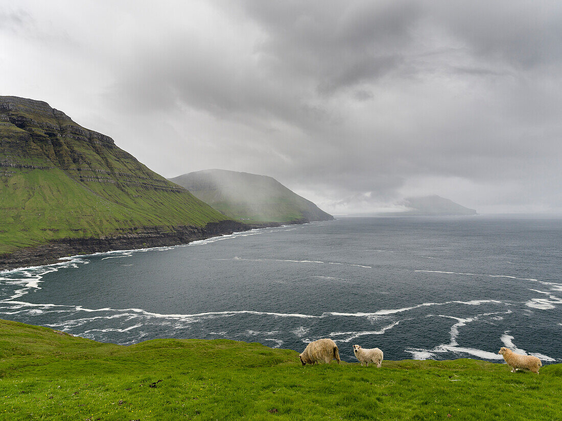 The west coast at Nordradalur. Denmark, Faroe Islands