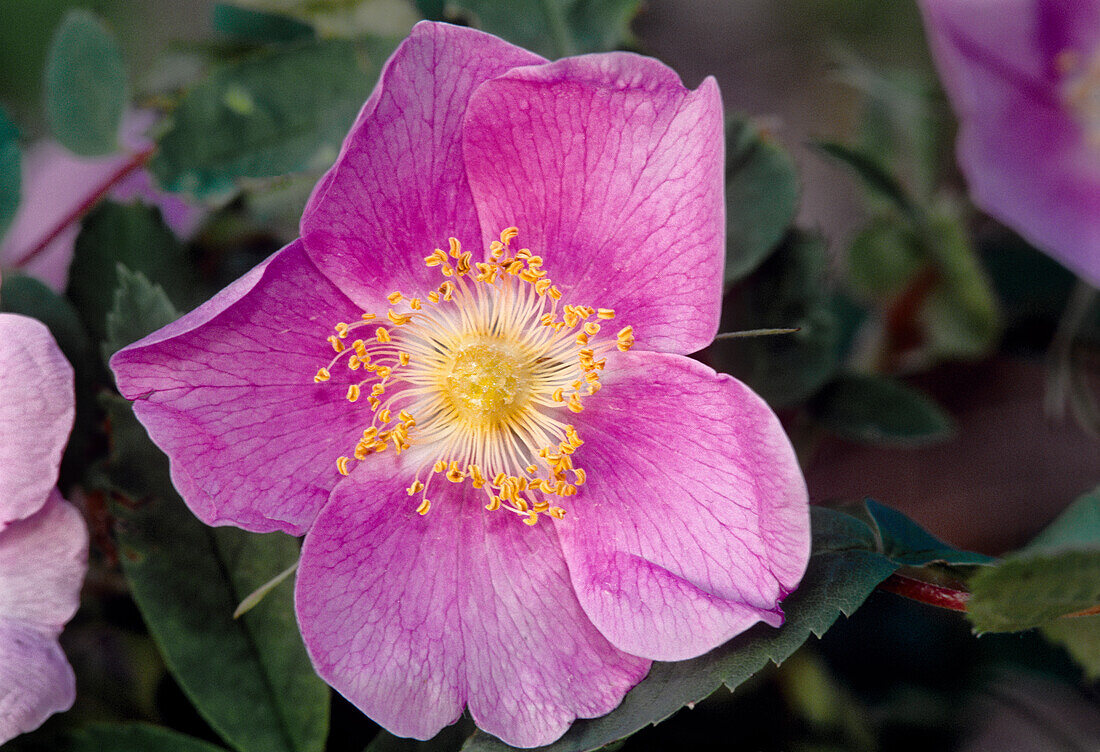 Kanada, Manitoba, Nopiming Provincial Park. Rosa Rosenblüte Nahaufnahme.