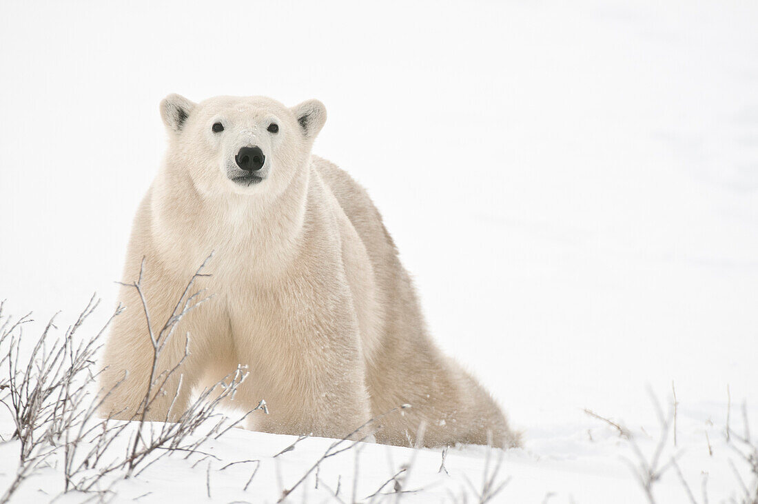 Canada, Manitoba, Churchill. Polar bear on frozen tundra.