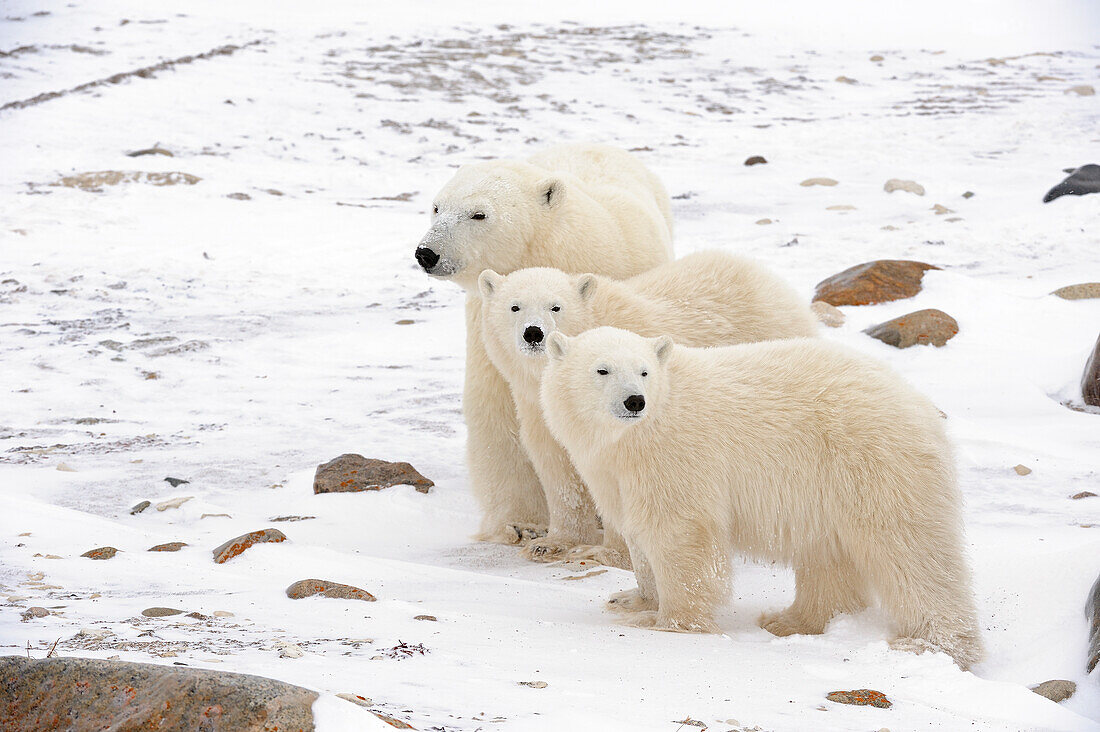 Kanada, Manitoba, Churchill. Eisbärenmutter und zwei Jungtiere.