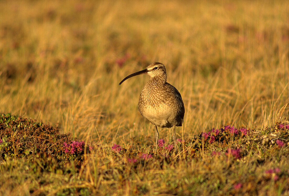 Canada, Manitoba, Churchill. Whimbrel bird on the tundra.