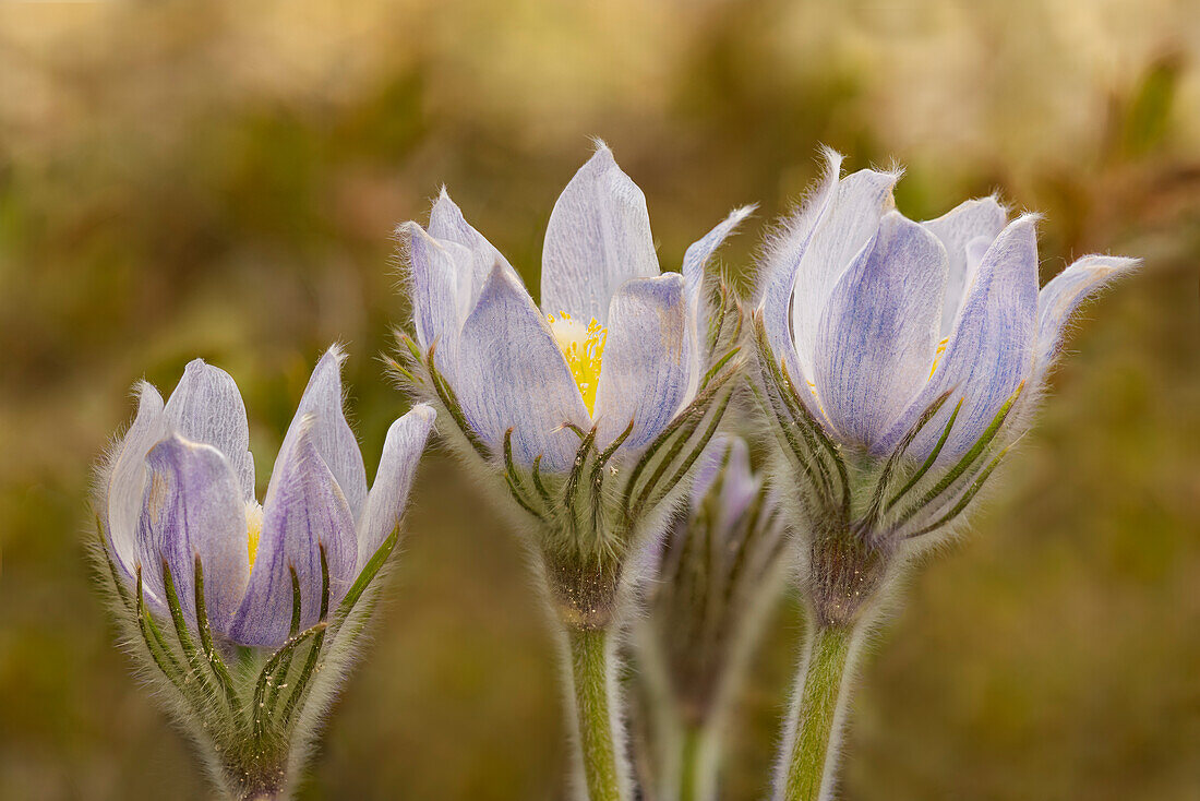 Canada, Manitoba, Sandilands Provincial Forest. Prairie crocus in bloom.