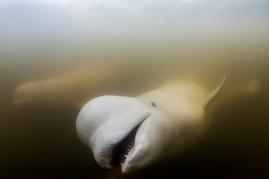 Canada, Manitoba, Churchill, Underwater view of Beluga Whale swimming in Churchill River near Hudson Bay