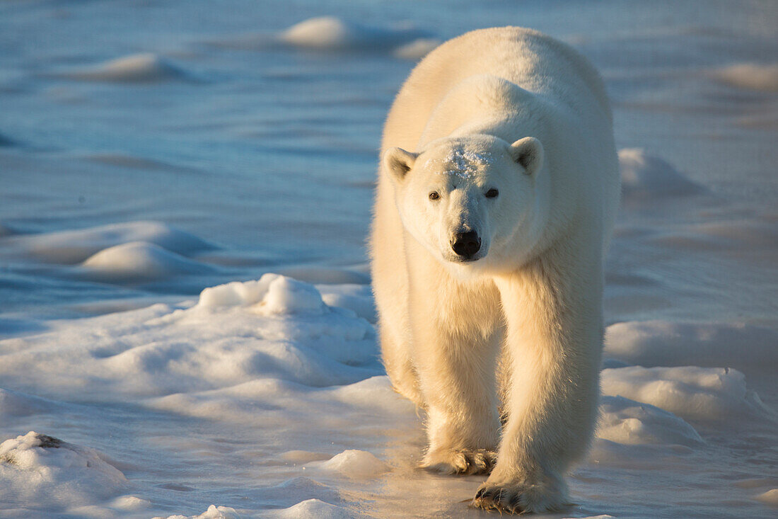 Polar Bear (Ursus maritimus) in Churchill Wildlife Management Area, Churchill, Manitoba, Canada