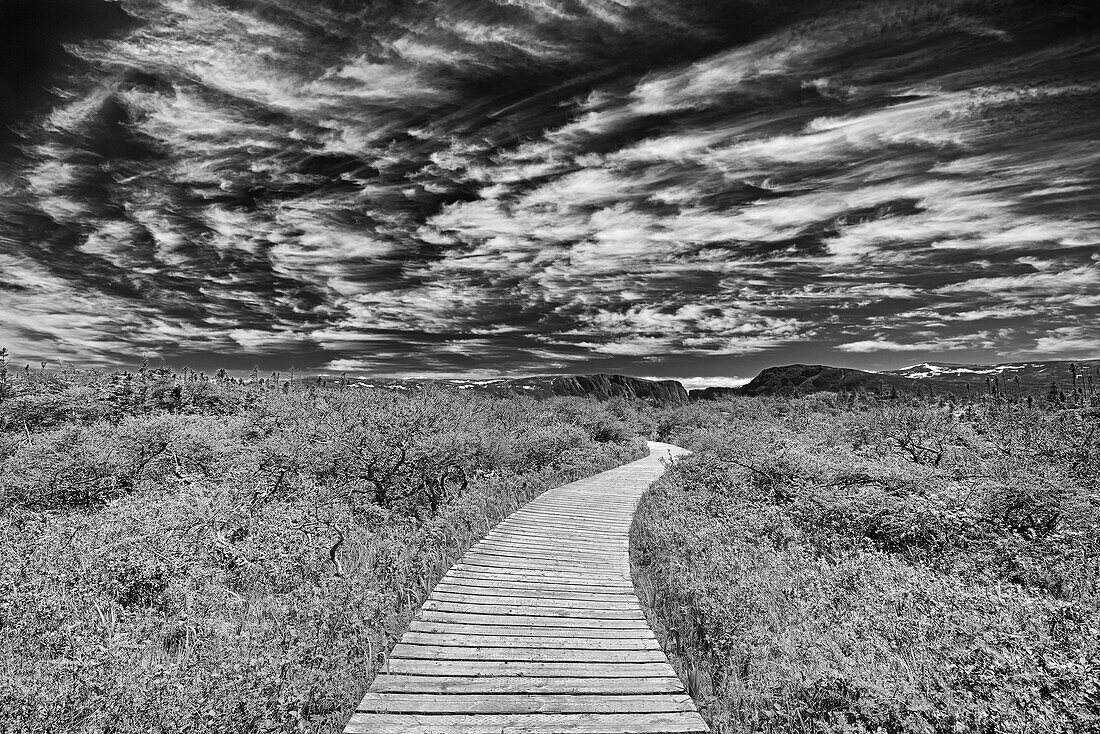 Canada, Newfoundland, Gros Morne National Park. Boardwalk through underbrush