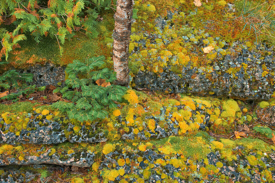 Canada, Ontario, Bruce Peninsula National Park. Birch tree and moss on limestone rock