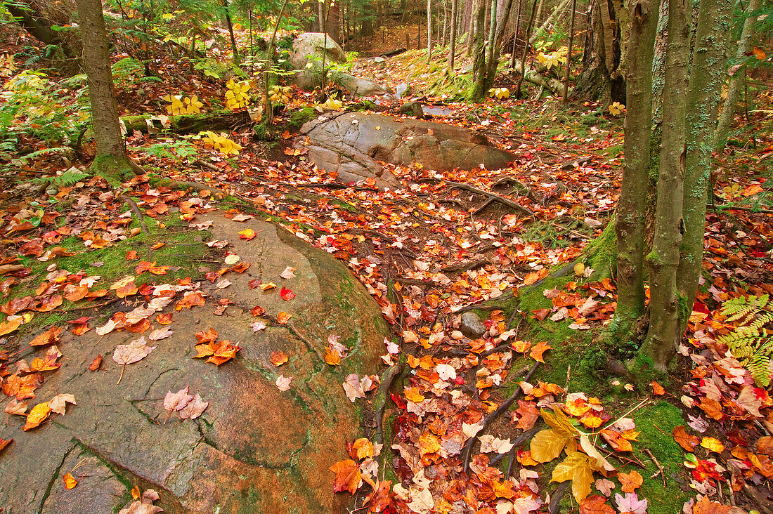 Canada, Ontario, Killarney Provincial Park, Granite Ridge Trail Park