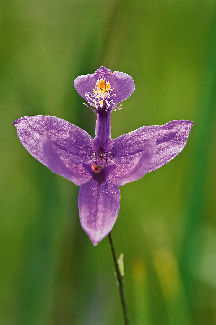 Kanada, Ontario, Bruce Peninsula National Park. Grasrosa Orchidee in Nahaufnahme.