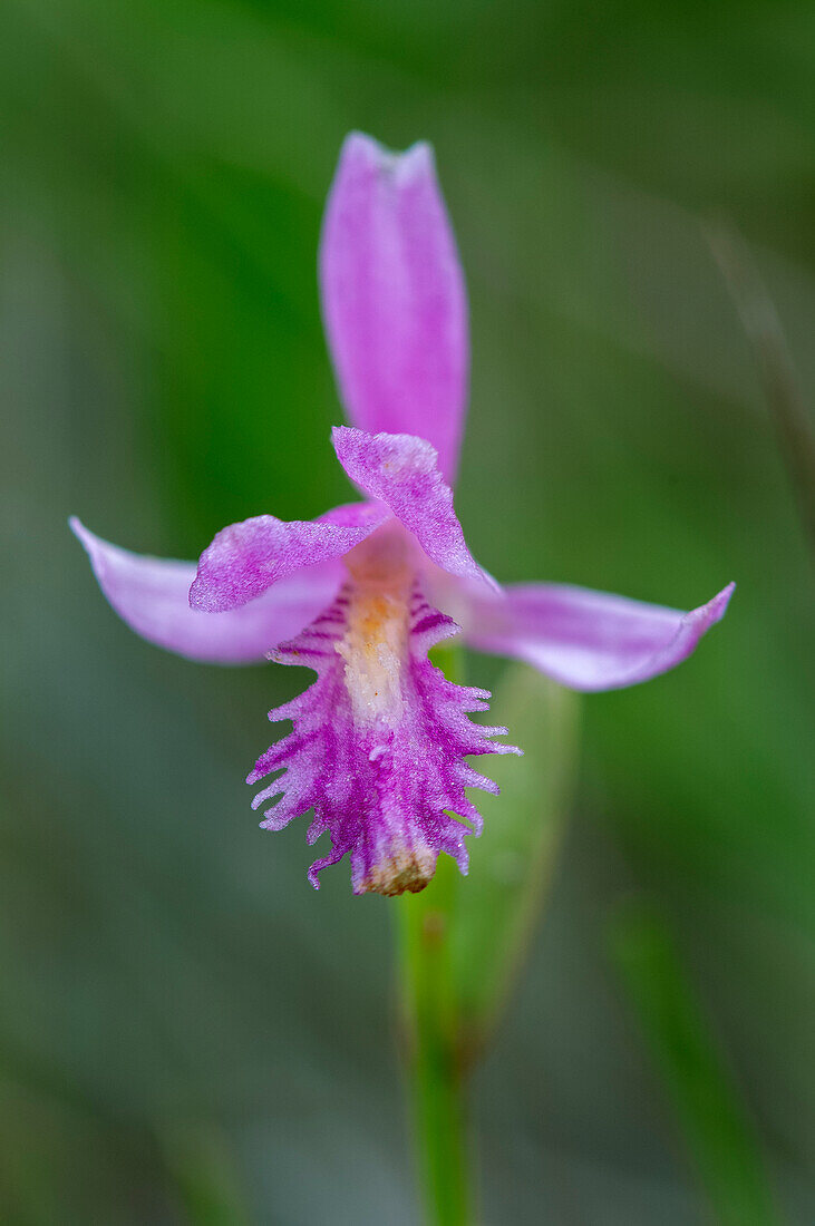 Kanada, Ontario, Bruce-Halbinsel-Nationalpark. Drachenmaul-Orchidee Nahaufnahme.