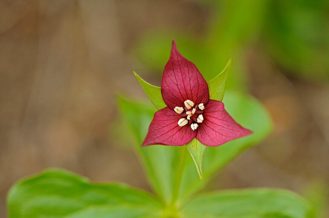 Canada, Ontario, Algonquin Provincial Park. Red trillium flower close-up.