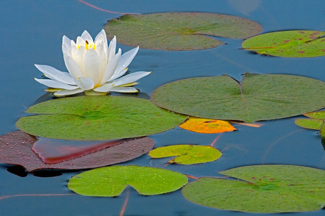 Kanada, Ontario, Killarney Provincial Park. Blüte und Ballen der Amerikanischen Weißen Seerose.