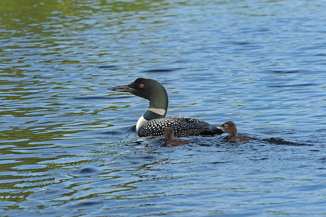 Canada, Ontario. Common loon with chicks on Cassels Lake.