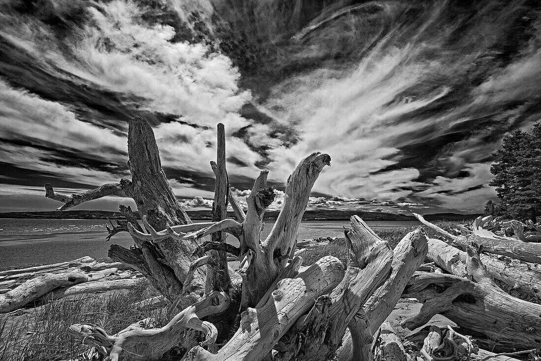 Canada, Quebec, Forillon National Park. Driftwood along ocean shore