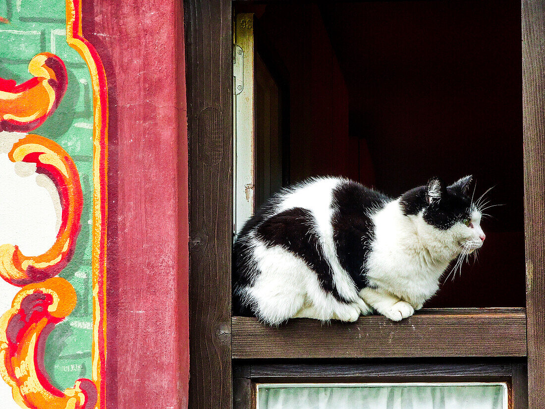 Oberammergau, Germany. Black and White Tuxedo Cat sits on a window ledge of a painted Oberammergau building