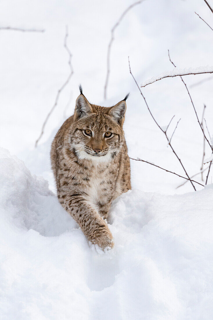 Eurasian lynx (Lynx lynx ) during winter in National Park Bavarian Forest (Bayerischer Wald). Bavaria, Germany.