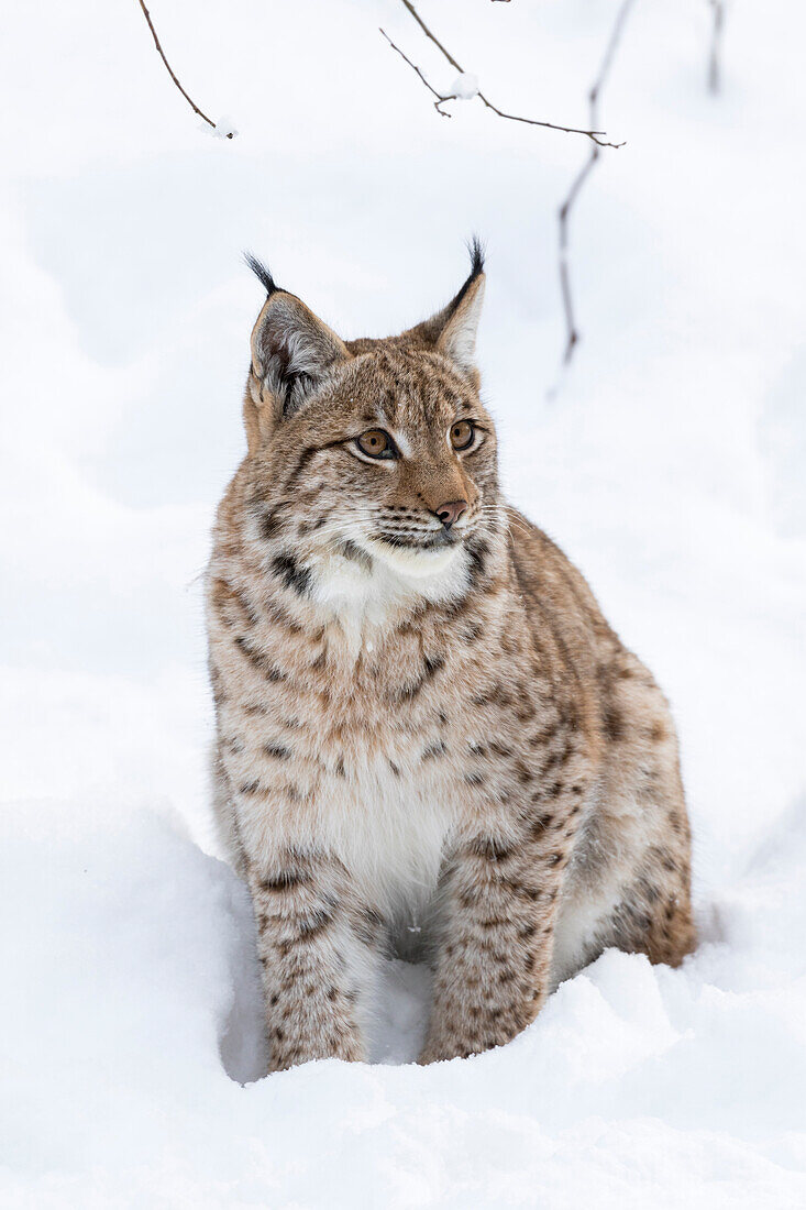 Eurasischer Luchs (Lynx lynx ) im Winter im Nationalpark Bayerischer Wald. Bayern, Deutschland.