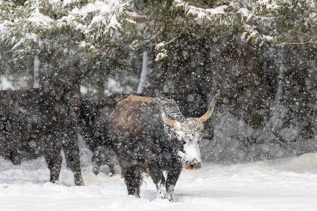 Heckrind (Bos primigenius taurus), ein Versuch, den ausgestorbenen Auerochsen aus Hausrindern zurückzuzüchten. Schneesturm im Nationalpark, Bayerischer Wald. Bayern, Deutschland.