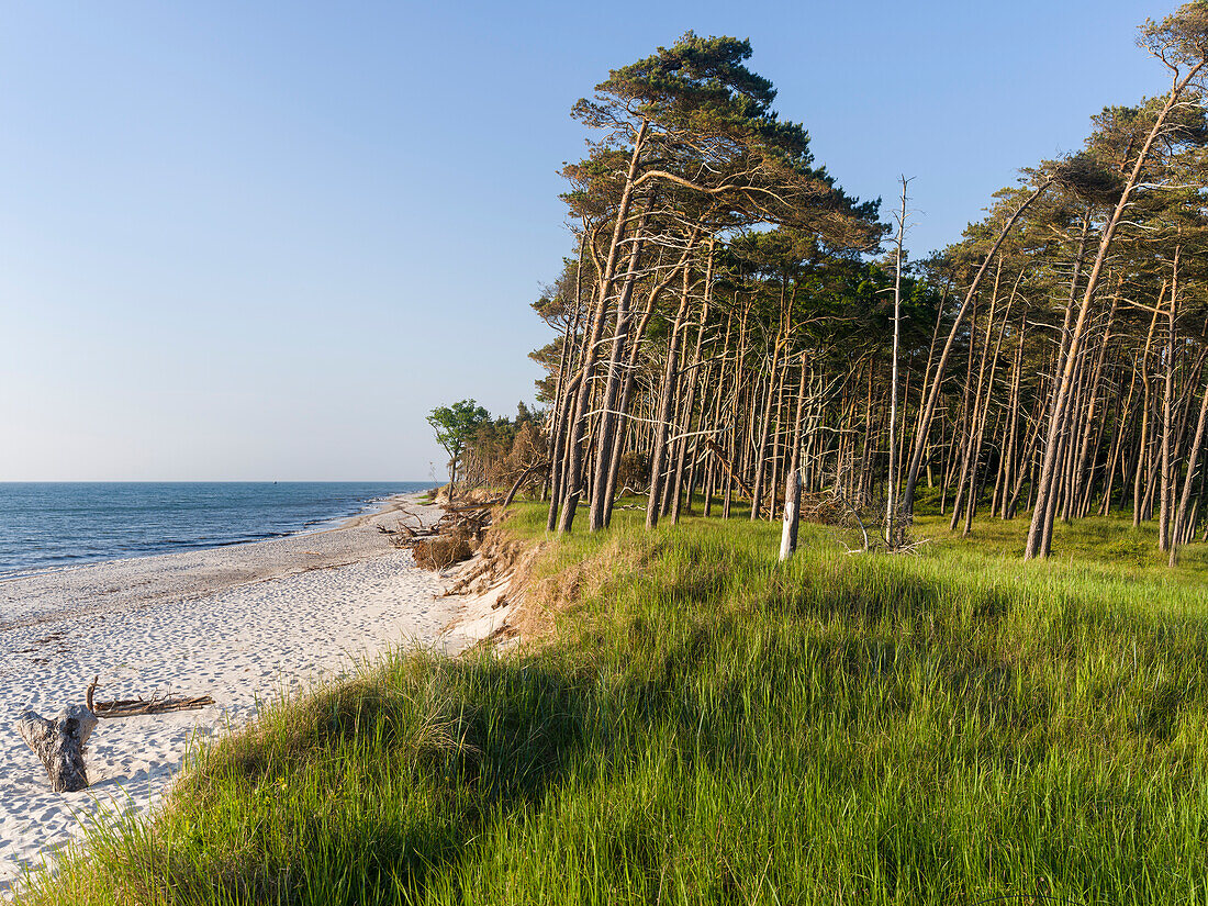 Coastal forest at the Weststrand (western beach) on the Darss Peninsula. West-Pomerania Lagoon Area