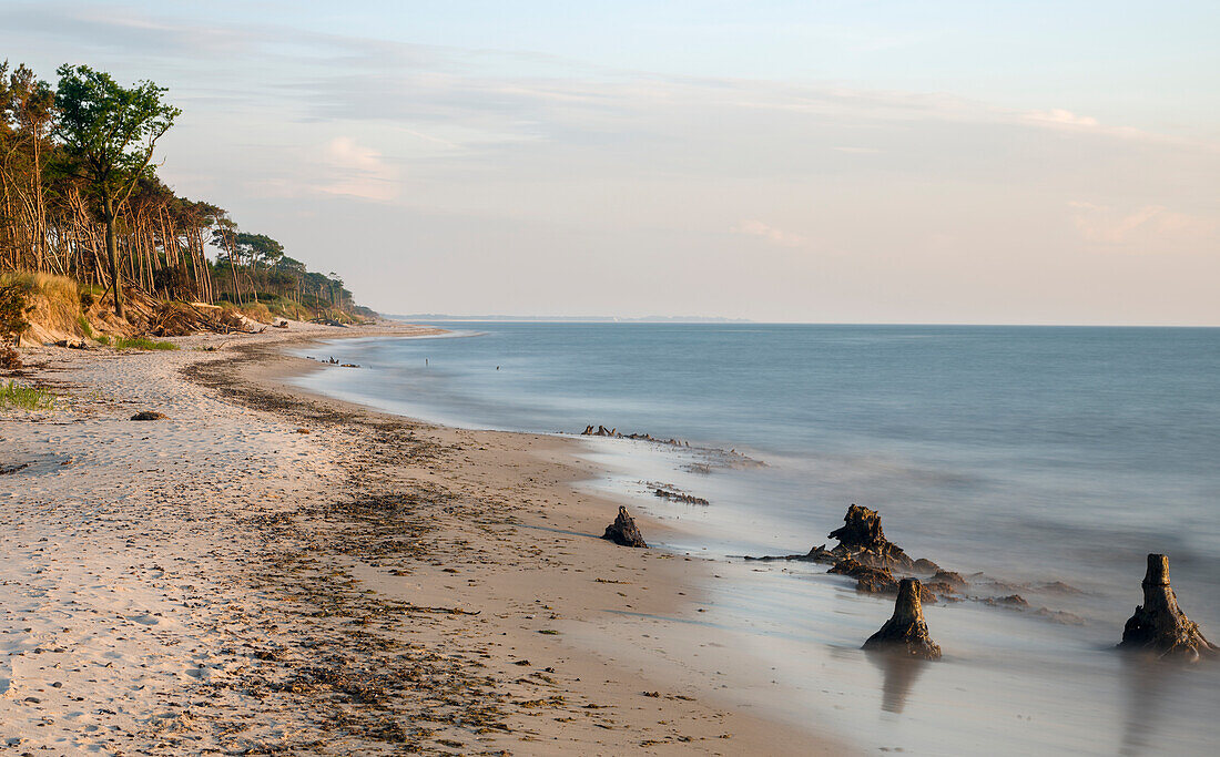 Coastal forest at the Weststrand (western beach) on the Darss Peninsula. West-Pomerania Lagoon Area