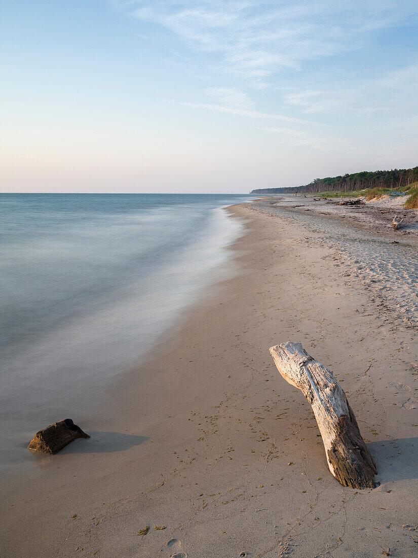The Weststrand (western beach) on the Darss Peninsula. The beach and the coastal forest is eroded by storms. West-Pomerania Lagoon Area