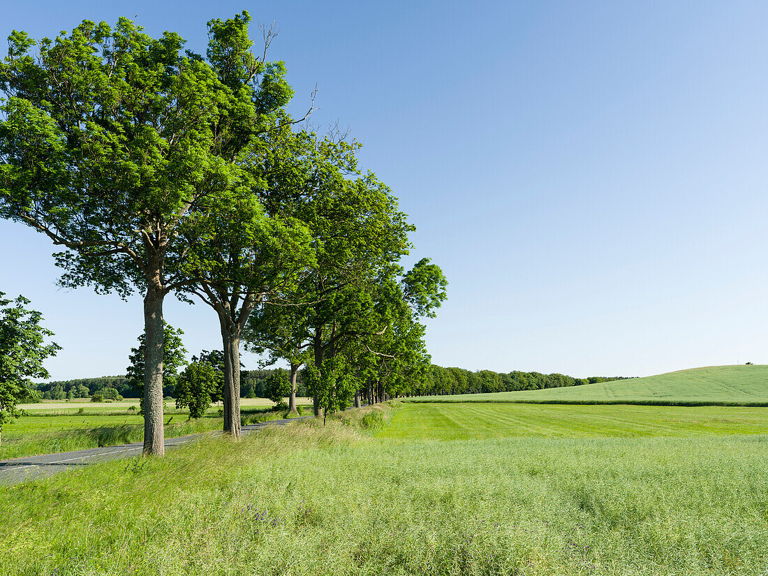 Allee In Der Usedomer Schweiz Auf Der Insel Usedom. Deutschland, Mecklenburg-Vorpommern