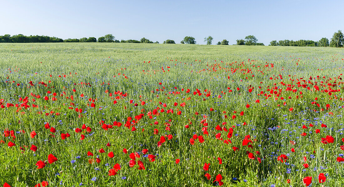 Feld mit Mohn- und Kornblumen in der Usedomer Schweiz auf der Insel Usedom. Deutschland, Mecklenburg-Vorpommern