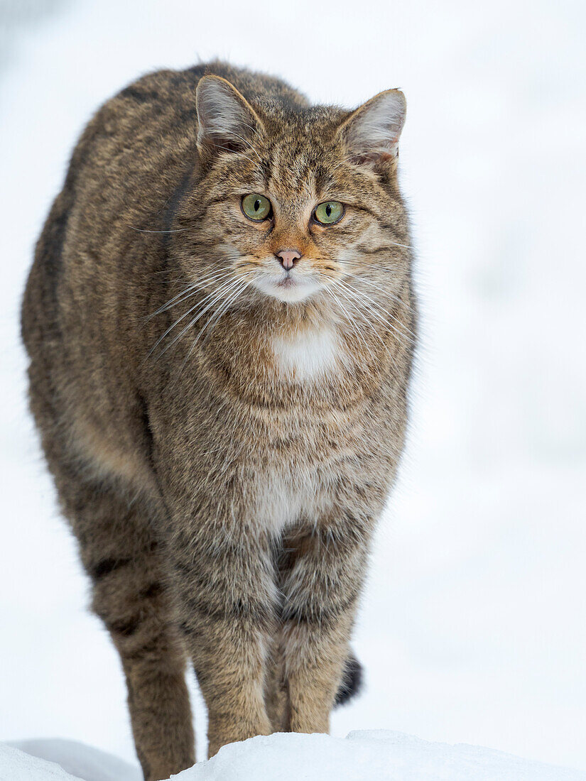 Europäische Wildkatze (Felis silvestris silvestris) im Winter im Tiefschnee im Nationalpark Bayerischer Wald. Deutschland, Bayern