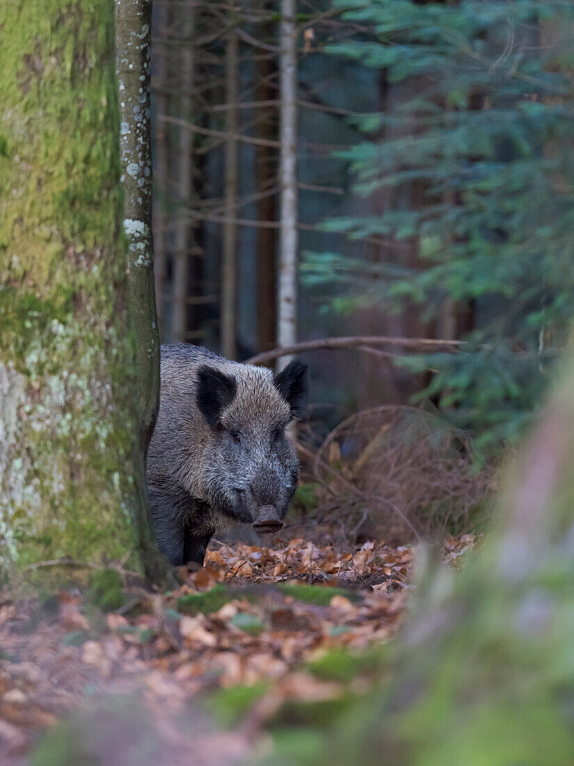 Wild boar (Eurasian wild pig, Sus scrofa) during winter in high forest. Bavarian Forest National Park. Germany, Bavaria