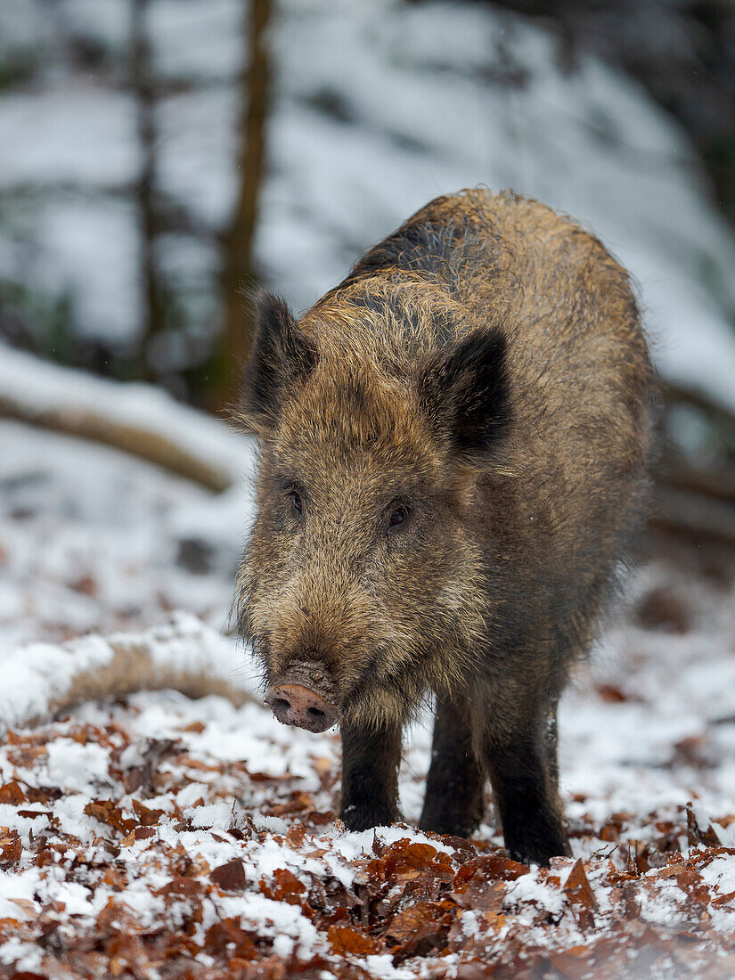 Wild boar (Eurasian wild pig, Sus scrofa) during winter in high forest. Bavarian Forest National Park. Germany, Bavaria