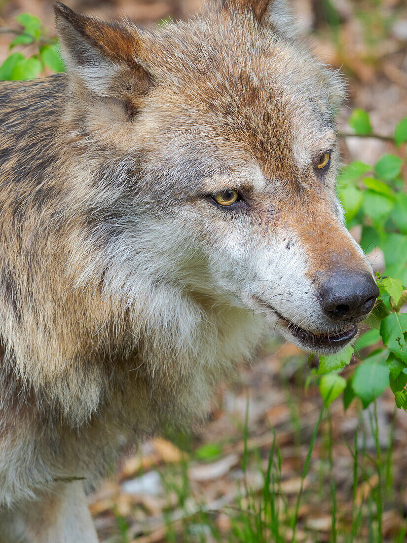 Eurasischer Wolf (Canis lupus) Nationalpark Bayerischer Wald, Gehege, Deutschland