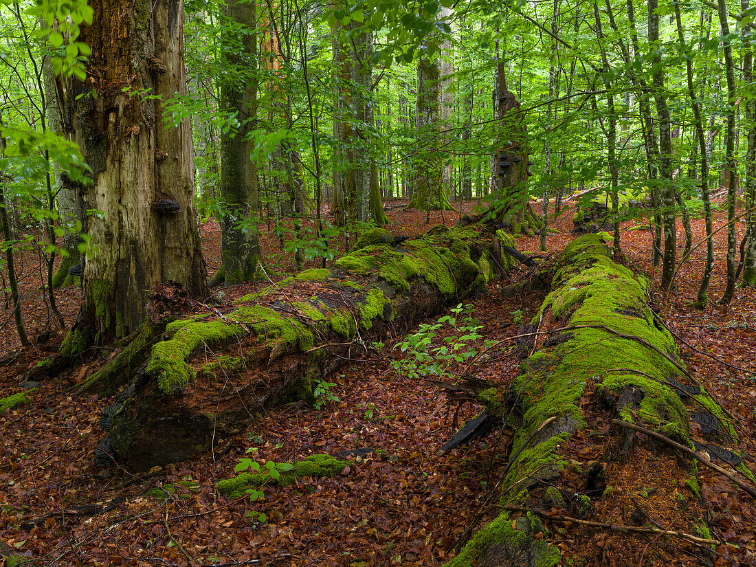 Primeval forest in the National Park Bavarian Forest (Bayerischer Wald), near village Zwieslerwaldhaus. Europe, Germany, Bavaria