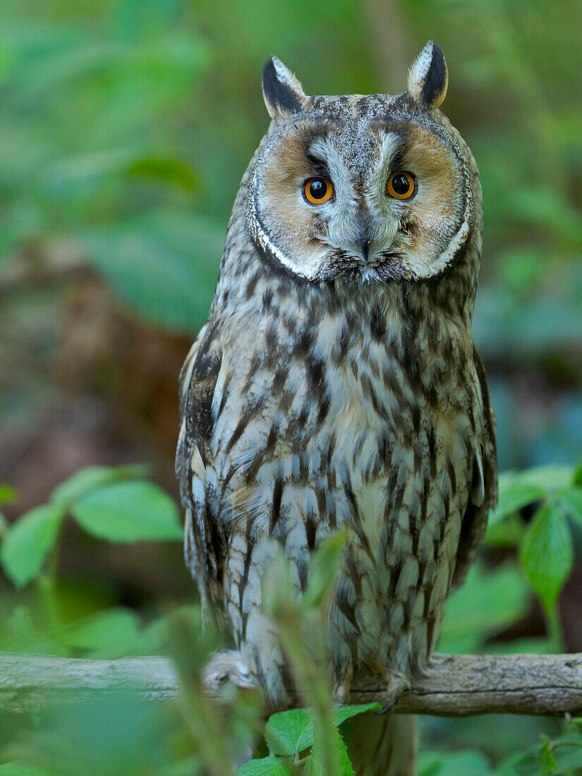 Long-eared owl. Enclosure in the Bavarian Forest National Park, Germany, Bavaria