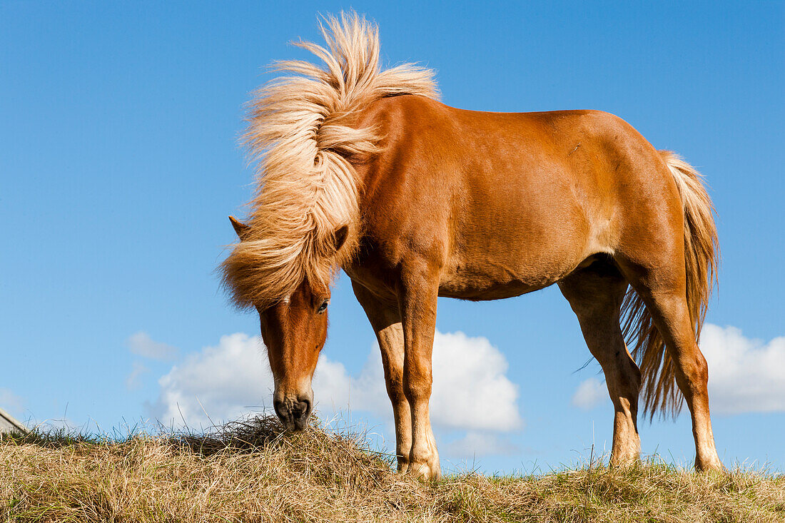 Europe, Iceland, Lake Myvatn, Icelandic horse. Portrait of an Icelandic horse.