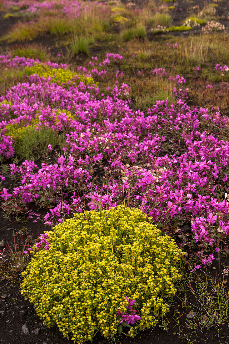 Europe, Iceland, Southwest Iceland. Masses of wildflowers are found in the summer.