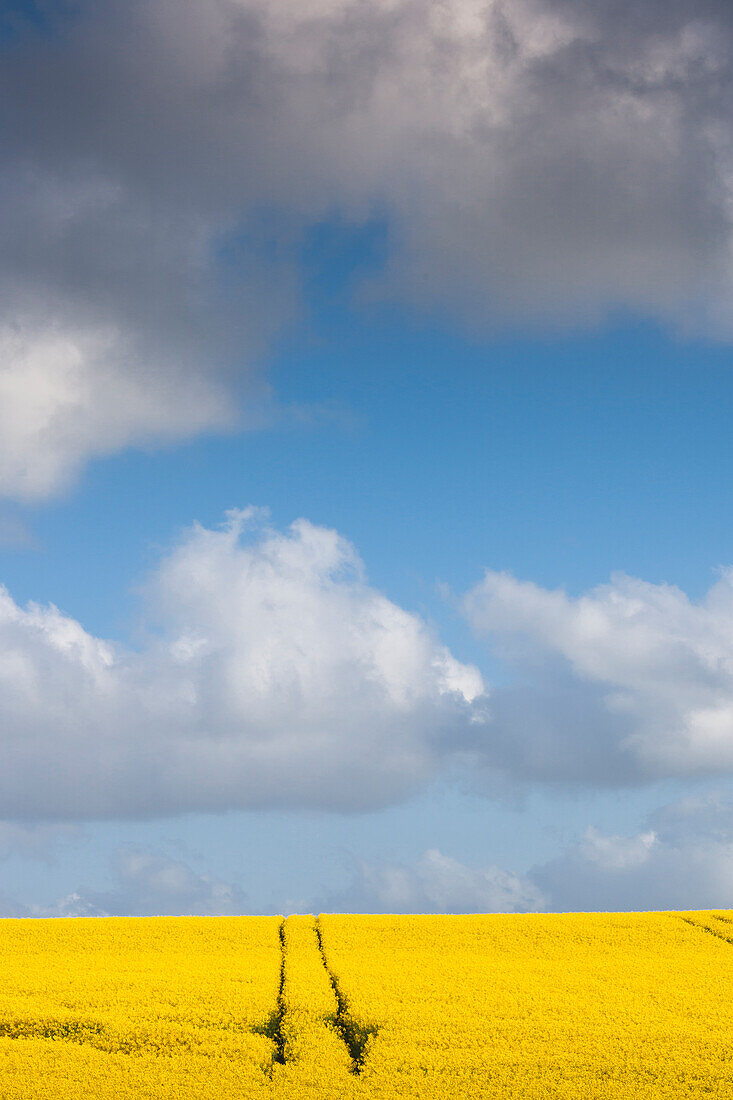 Denmark, Jutland, Tjele, rapeseed field, springtime