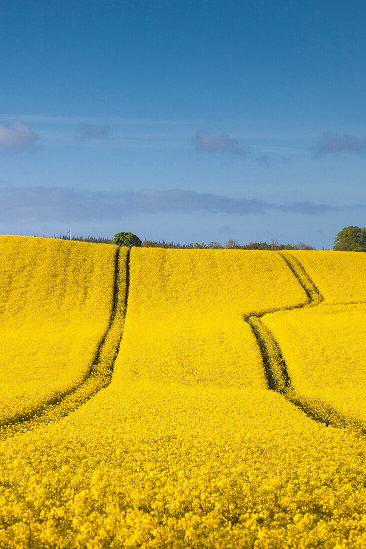 Denmark, Mon, Magleby, rapeseed field, springtime